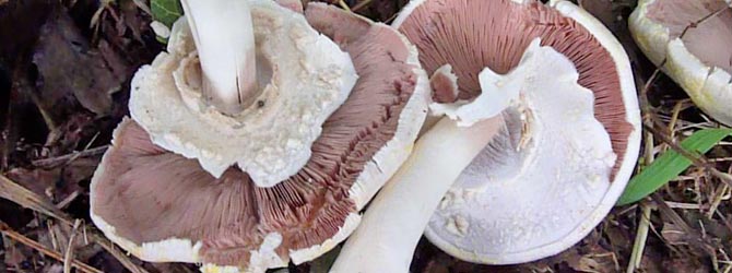 yellow stainer mushroom