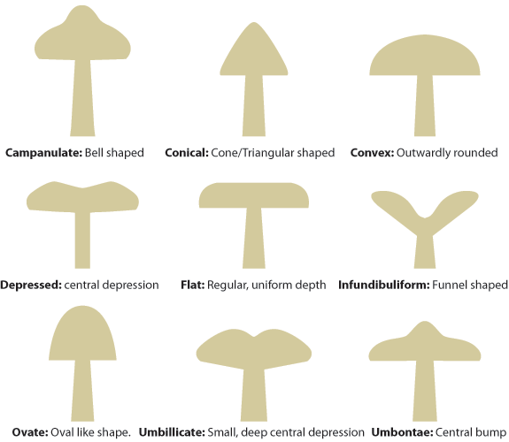 Bruised Mushrooms