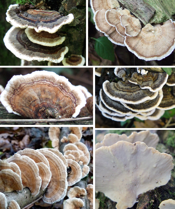 shelf fungi identification