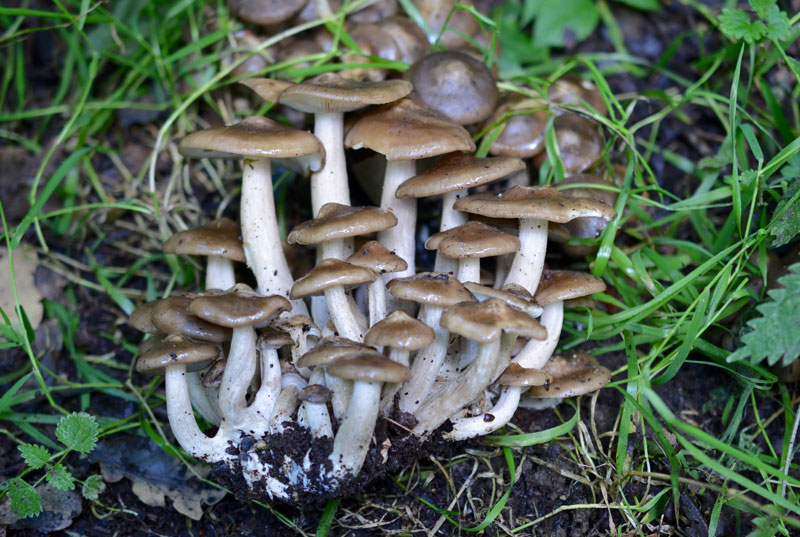 Clustered Domecap – Lyophyllum-decastes – The Mushroom Diary – UK Wild ...