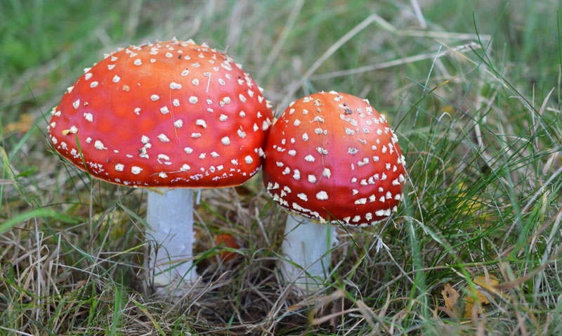 Fly Agaric – Amanita muscaria – The Mushroom Diary – UK Wild Mushroom ...