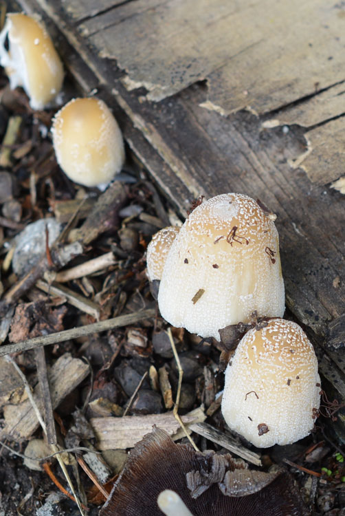 Glistening Inkcap Coprinellus Micaceus The Mushroom Diary Uk Wild