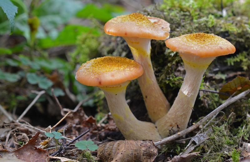 Honey Fungus – Armillaria mellea – The Mushroom Diary – UK Wild ...